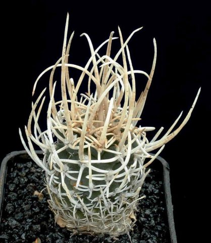 Pediocactus_peeblesianus_v._fickeisenii